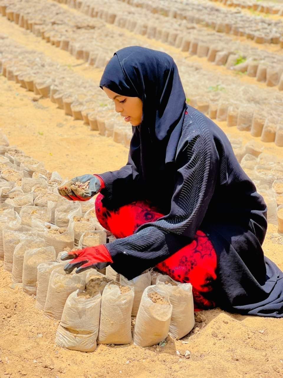 planting seedlings