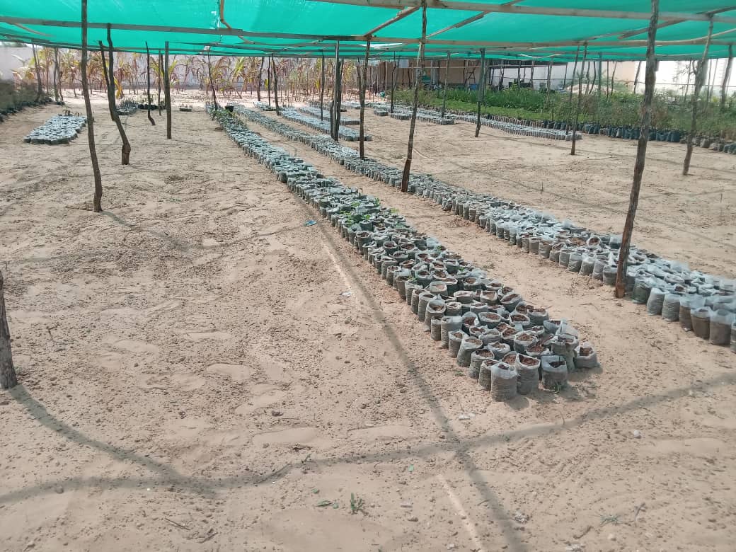 seedlings